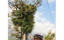 Bí ẩn 'cây thần' khổng lồ ngàn tuổi không dám đến gần ở Sơn La