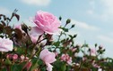 Cách tạo vườn hồng rực rỡ trên ban công tô điểm nhà đẹp