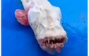 Phát hiện thủy quái có hàm răng kinh khủng ở Thái Lan
