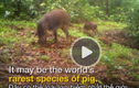 Cận cảnh loài lợn xấu xí và ít ỏi nhất hành tinh