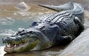 Cảnh báo cá sấu xuất hiện trên sông Soài Rạp