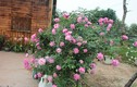 Khu vườn trăm loài hồng đẹp mê ly giữa lòng Hà Nội