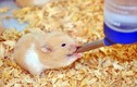 Cận cảnh loài chuột kiểng khiến giới trẻ thích mê