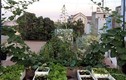 Khu vườn 80m2 đủ loại rau trái trên sân thượng ở SG