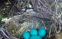 Video: Rắn mò lên tổ nuốt một mạch 4 trứng chim xanh