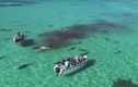 Clip cá voi khổng lồ bị 70 con cá mập hổ xâu xé giữa biển