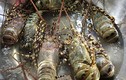 5 loại hải sản xứ Quảng cực hút du khách
