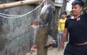Về “tam giang” xem ngư dân bắt cá Anh Vũ, cá Lăng khủng