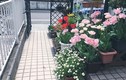 Ngắm ngôi nhà ngập sắc hoa của nàng dâu Việt ở Nhật