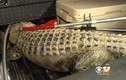 "Run sợ" cá sấu dài hơn 2m lang thang trong trường học