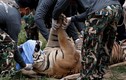 Đột kích ngôi chùa nuôi hơn 100 con hổ ở Thái Lan