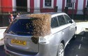 Đàn ong đuổi theo xe hơi 2 ngày để cứu ong chúa