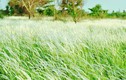 Chùm ảnh: Cánh đồng cỏ lau đẹp như tranh giữa Sài Gòn