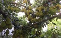 Kinh ngạc cây mít 500 trái mọc trĩu trịt từ gốc đến ngọn