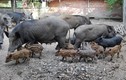 Đào hào nuôi lợn rừng, nông dân thành tỷ phú