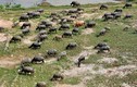 Chùm ảnh: Đàn trâu khủng 200 con giá hơn 4 tỉ đồng ở Hà Nội