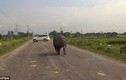 Hết hồn tê giác lao hết tốc lực trên quốc lộ