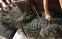 Cận cảnh cá sấu “khủng” bắt được ở hồ câu nổi tiếng HN