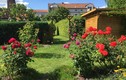 Khu vườn rợp hoa hồng đẹp mê ly của mẹ Việt ở Đức