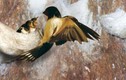Kỳ lạ hàng ngàn chim yến đổ dồn về Sầm Sơn