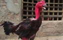Xem mô hình nuôi gà chọi lãi hàng trăm triệu ở Nghệ An