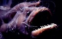 Khó đỡ kiểu sinh sản của cá quái vật Anglerfish