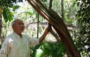 Thăm vườn cây dược liệu quý hiếm ở miền Tây xứ Nghệ
