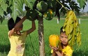 Người dân Thanh Chương trồng đu đủ Thái "hái" ra tiền