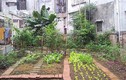 Khu vườn 400m² la liệt rau xanh, quả sạch, gà xịn giữa Thủ đô 