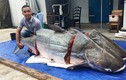 Sửng sốt nhà hàng Sài Gòn nhập cặp cá tra khủng 360kg từ Lào