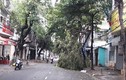 Ảnh: Hàng loạt cây gãy đổ do bão số 4 ở Đà Nẵng