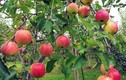 Kinh ngạc loài táo “thần kỳ” 4 năm không thối, không hỏng
