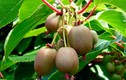 Loạt cây tí hon khiến ai trồng cũng thích mê