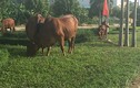 Thả bò “cắt cỏ” trên cung đường đẹp nhất tại Vĩnh Phúc?