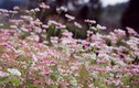 Ảnh tuyệt đẹp: Những màu hoa trên đường phượt mùa thu