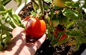 Chỉ cách trồng cà chua sạch sai trĩu quả trong nhà phố