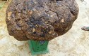 Thực hư loại nấm có khả năng chữa bệnh ung thư?