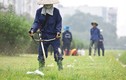 Mục kích công nhân cắt cỏ mọc um tùm giữa thủ đô