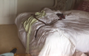 Phát hiện rắn cực độc trên giường ngủ thiếu nữ gây sốc