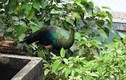 Chim công lớn bay lạc vào nhà dân ở Sài Gòn