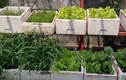 Vườn trồng rau trên sân thượng của mẹ trẻ ở Sài Gòn