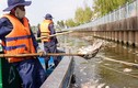 Lắp vòi bơm, máy quạt cho cá trên kênh Nhiêu Lộc