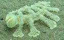 Kinh ngạc phát hiện sinh vật lạ dưới đáy biển sâu