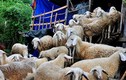 Thăm trang trại cừu lãi trăm triệu của chàng “khùng” 8X