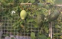 Đã mắt vườn cây trái sum suê của bà mẹ Việt kiều 7X