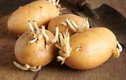4 loại củ quả mọc mầm không nên ăn kẻo gây hại