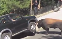 Du khách hoảng loạn vì bò tót điên cuồng tấn công xe ôtô 