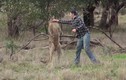 Người đàn ông đấm bốc với kangaroo cứu chó cưng