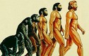 Vì sao loài người rụng đuôi tới 2 lần khi tiến hóa?