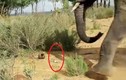 Kỳ lạ voi sợ hãi khi thấy chuột bạch 